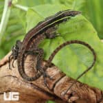 Striped Forest Whiptail Lizards (Kentropyx calcarata) For Sale - Underground Reptiles