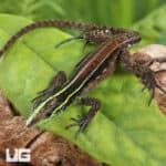 Striped Forest Whiptail Lizards (Kentropyx calcarata) For Sale - Underground Reptiles
