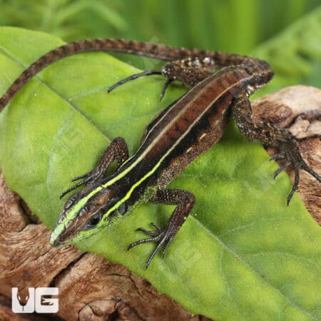 Striped Forest Whiptail Lizards (Kentropyx calcarata) For Sale - Underground Reptiles