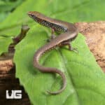 Bowring's Supple Skinks (Subdoluseps bowringii) For Sale - Underground Reptiles