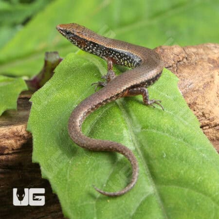 Bowring's Supple Skinks (Subdoluseps bowringii) For Sale - Underground Reptiles