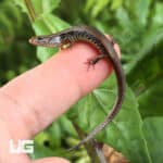 Bowring's Supple Skinks (Subdoluseps bowringii) For Sale - Underground Reptiles