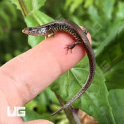 Bowring's Supple Skinks (Subdoluseps bowringii) For Sale - Underground Reptiles