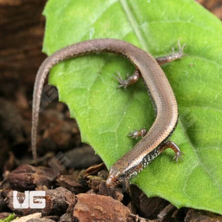 Bowring's Supple Skinks (Subdoluseps bowringii) For Sale - Underground Reptiles