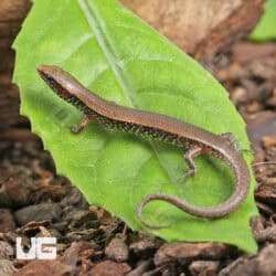 Bowring's Supple Skinks (Subdoluseps bowringii) For Sale - Underground Reptiles