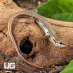 Spotted Forest Skinks (Sphenomorphus maculatus) For Sale - Underground Reptiles