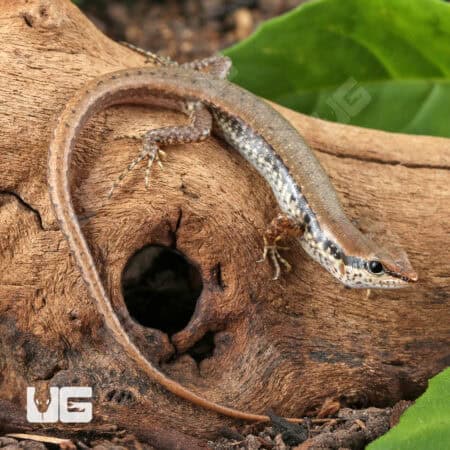 Spotted Forest Skinks (Sphenomorphus maculatus) For Sale - Underground Reptiles
