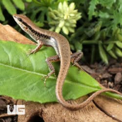 Spotted Forest Skinks (Sphenomorphus maculatus) For Sale - Underground Reptiles
