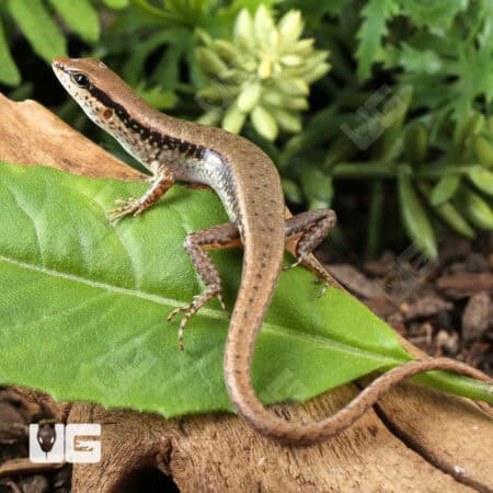 Spotted Forest Skinks (Sphenomorphus maculatus) For Sale - Underground Reptiles