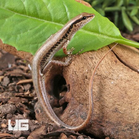 Spotted Forest Skinks (Sphenomorphus maculatus) For Sale - Underground Reptiles