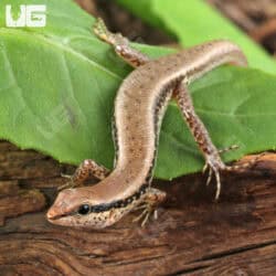 Spotted Forest Skinks (Sphenomorphus maculatus) For Sale - Underground Reptiles
