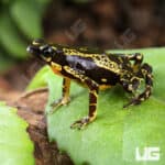 Yellow Harlequin Toad For Sale - Underground Reptiles