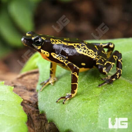 Yellow Harlequin Toad For Sale - Underground Reptiles