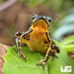 Yellow Harlequin Toad For Sale - Underground Reptiles