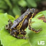 Yellow Harlequin Toad For Sale - Underground Reptiles
