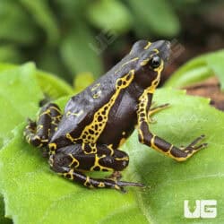 Yellow Harlequin Toad For Sale - Underground Reptiles