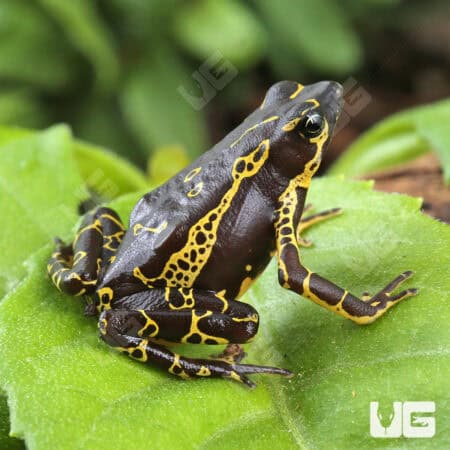 Yellow Harlequin Toad For Sale - Underground Reptiles