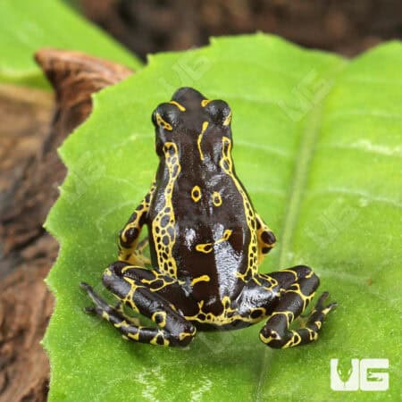 Yellow Harlequin Toad For Sale - Underground Reptiles