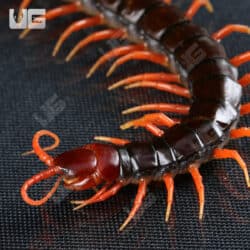Indonesian Black Cherry Centipede For Sale - Underground Reptiles