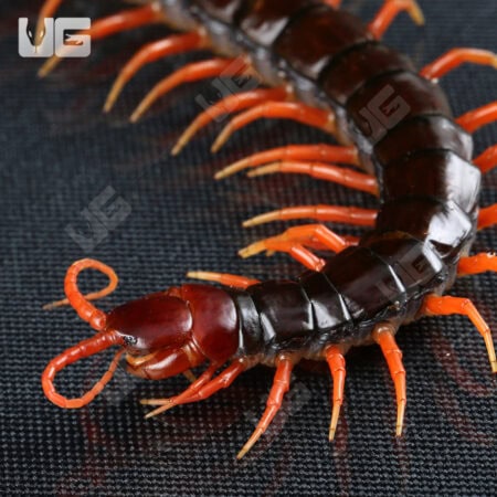 Indonesian Black Cherry Centipede For Sale - Underground Reptiles