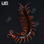 Indonesian Black Cherry Centipede For Sale - Underground Reptiles
