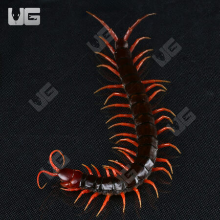 Indonesian Black Cherry Centipede For Sale - Underground Reptiles