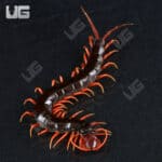 Indonesian Black Cherry Centipede For Sale - Underground Reptiles