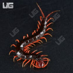 Indonesian Black Cherry Centipede For Sale - Underground Reptiles