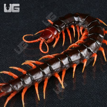 Indonesian Black Cherry Centipede For Sale - Underground Reptiles