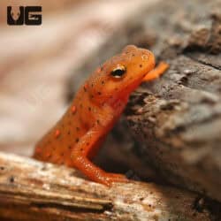 Red Eft