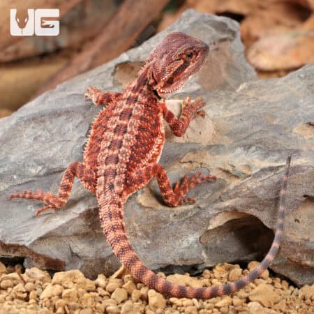 Baby Red Monster Bearded Dragons - For Sale Underground Reptiles