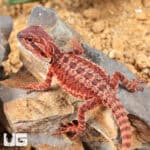 Baby Red Monster Bearded Dragons - For Sale Underground Reptiles