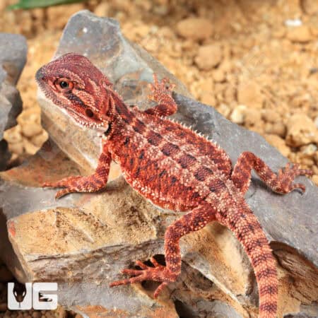 Baby Red Monster Bearded Dragons - For Sale Underground Reptiles