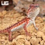 Baby Red Monster Bearded Dragons - For Sale Underground Reptiles
