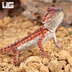Baby Red Monster Bearded Dragons - For Sale Underground Reptiles