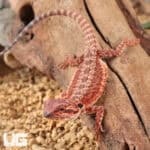 Baby Red Monster Bearded Dragons - For Sale Underground Reptiles