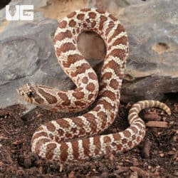 Baby Western Hognose Snakes For Sale - Underground Reptiles