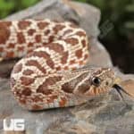 Baby Western Hognose Snakes For Sale - Underground Reptiles