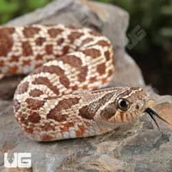 Baby Western Hognose Snakes For Sale - Underground Reptiles
