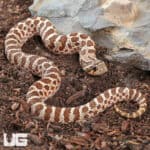 Baby Western Hognose Snakes For Sale - Underground Reptiles