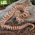 Baby Western Hognose Snakes For Sale - Underground Reptiles