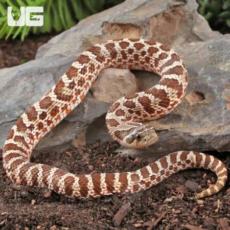 Baby Western Hognose Snakes For Sale - Underground Reptiles