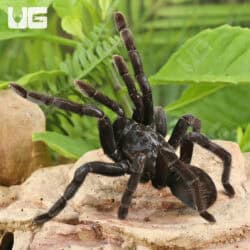 Borneo Giant Black Tarantula For Sale - Underground Reptiles