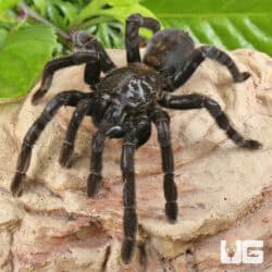 Borneo Giant Black Tarantula For Sale - Underground Reptiles