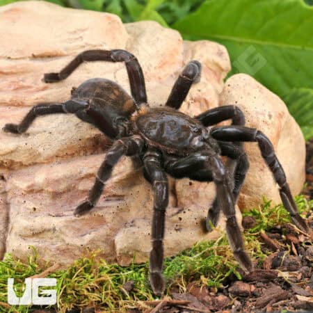 Borneo Giant Black Tarantula For Sale - Underground Reptiles