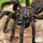 Borneo Giant Black Tarantula For Sale - Underground Reptiles