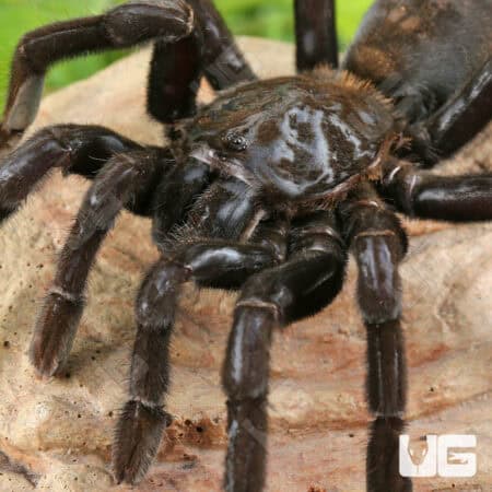 Borneo Giant Black Tarantula For Sale - Underground Reptiles