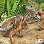 Giant Butterfly Agamas (Leiolepis guttata) For Sale - Underground Reptiles