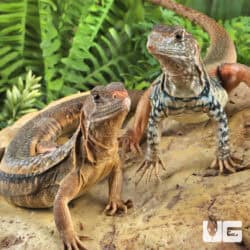 Giant Butterfly Agamas (Leiolepis guttata) For Sale - Underground Reptiles