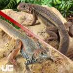 Giant Butterfly Agamas (Leiolepis guttata) For Sale - Underground Reptiles